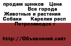 продам щенков › Цена ­ 15 000 - Все города Животные и растения » Собаки   . Карелия респ.,Петрозаводск г.